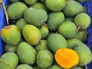 হিমসাগর আম। ২৪ কেজি