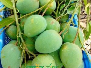 হিমসাগর আম। ১২ কেজি