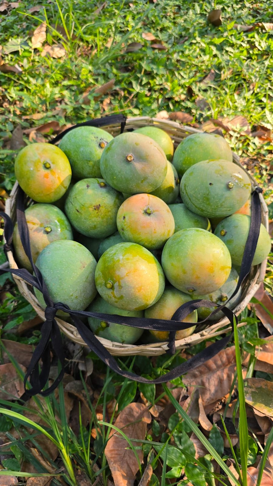 গোবিন্দভোগ আম। ১২ কেজি - Image 7