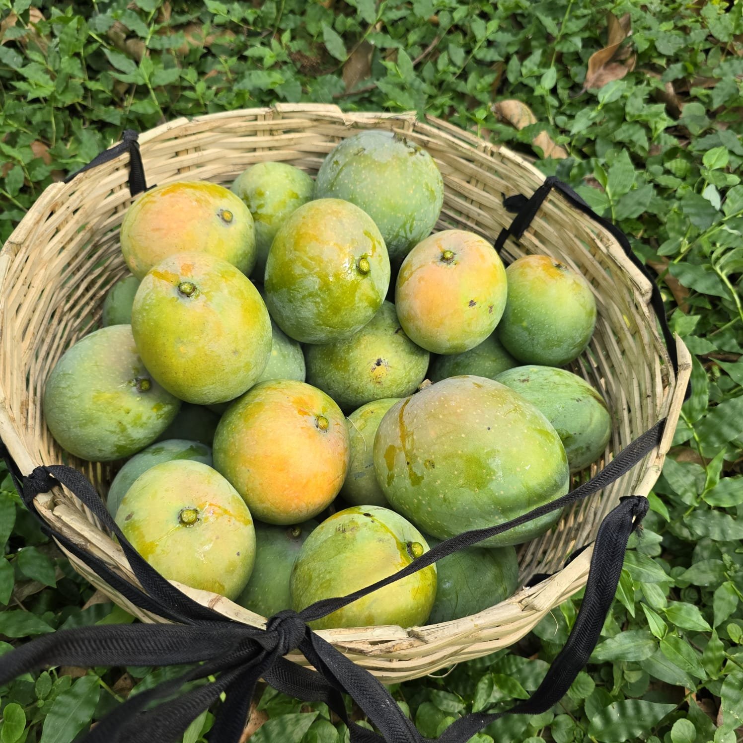 গোবিন্দভোগ আম। ১২ কেজি - Image 6