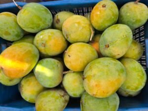 গোবিন্দভোগ আম। ১২ কেজি