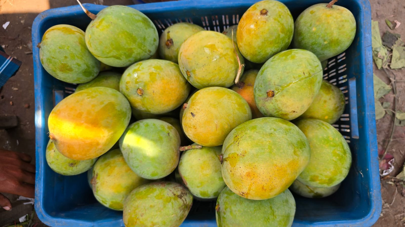 গোবিন্দভোগ আম। ১২ কেজি