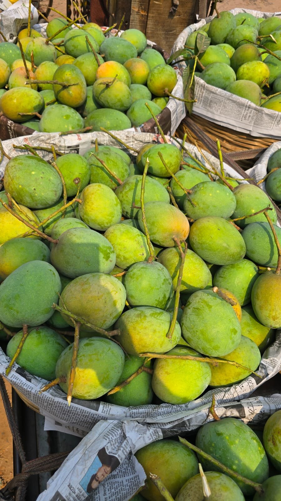 গোবিন্দভোগ আম। ১২ কেজি - Image 3