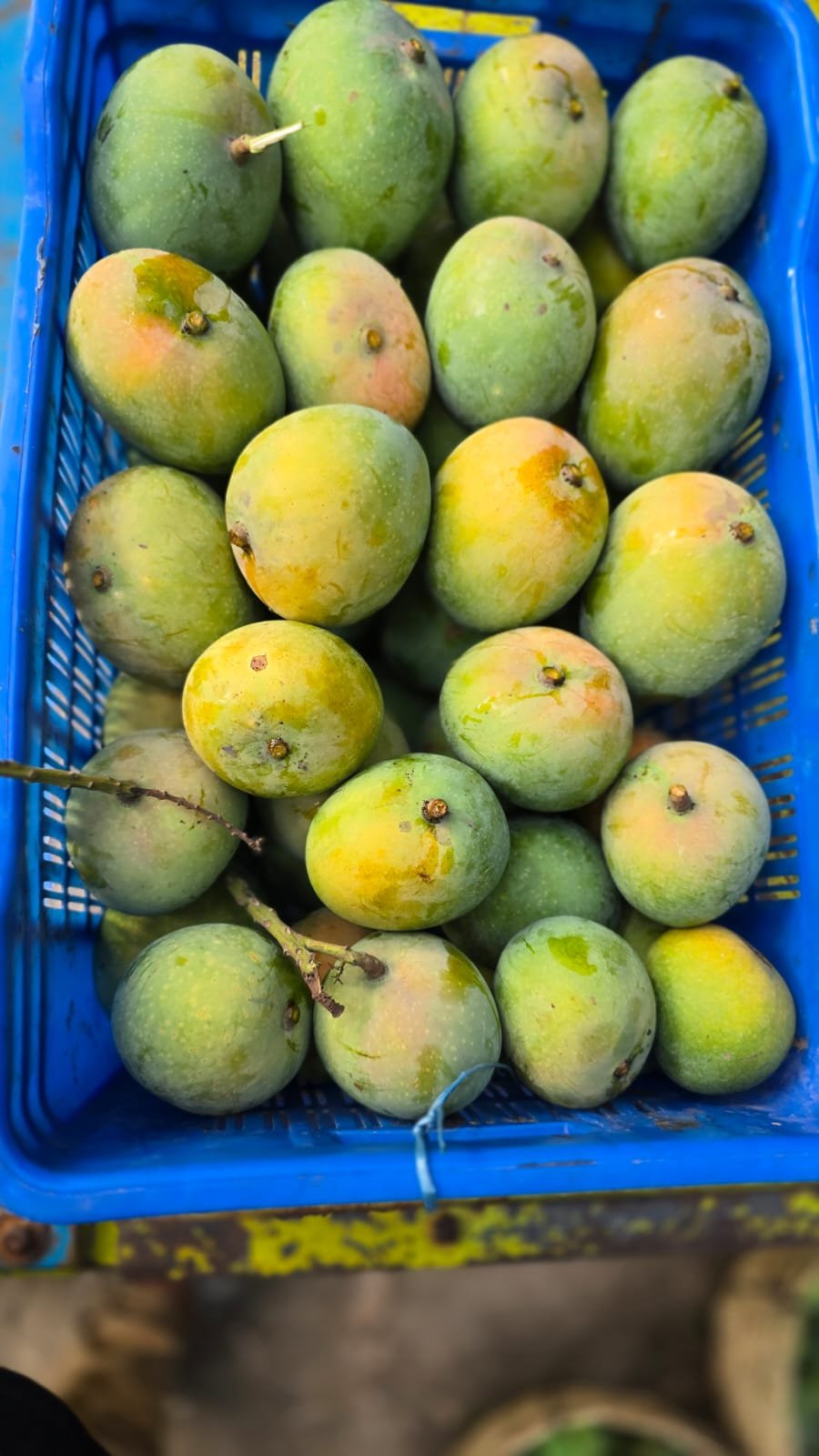 গোবিন্দভোগ আম। ১২ কেজি - Image 5