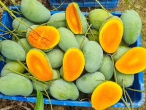 আম্রপালি আম। ১২ কেজি