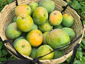 গোবিন্দভোগ আম। ১২ কেজি