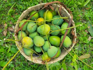 হিমসাগর আম ১২ কেজি