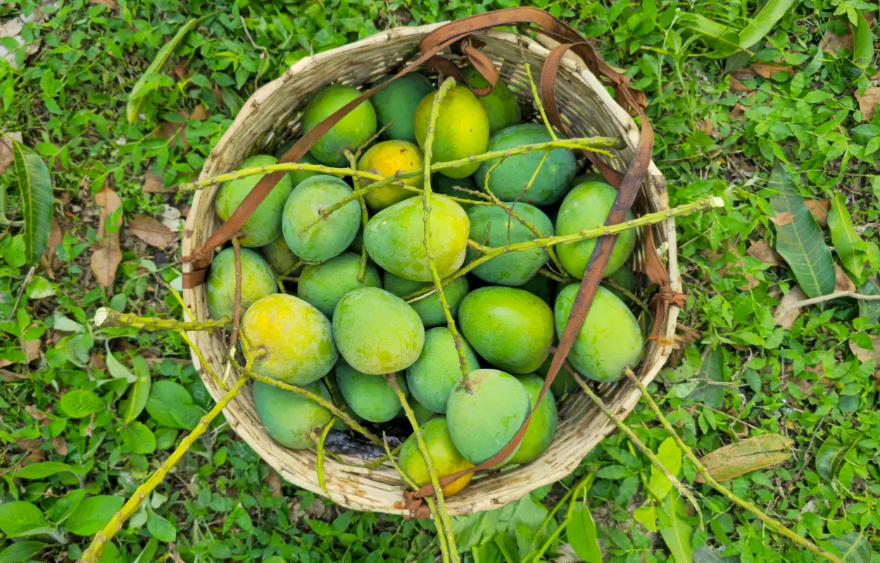 হিমসাগর আম ২৪ কেজি