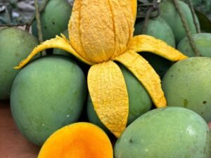 হাড়িভাঙ্গা আম। ১২ কেজি