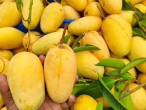 কাটিমুন আম। ৫ কেজি